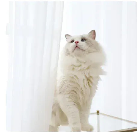 Tulle / W200cmxL250cm 1PC / Grommet top (Ring) Rideaux Velours Orange à Motif Chevron – Occultants Épais Style Américain pour Salon & Chambre